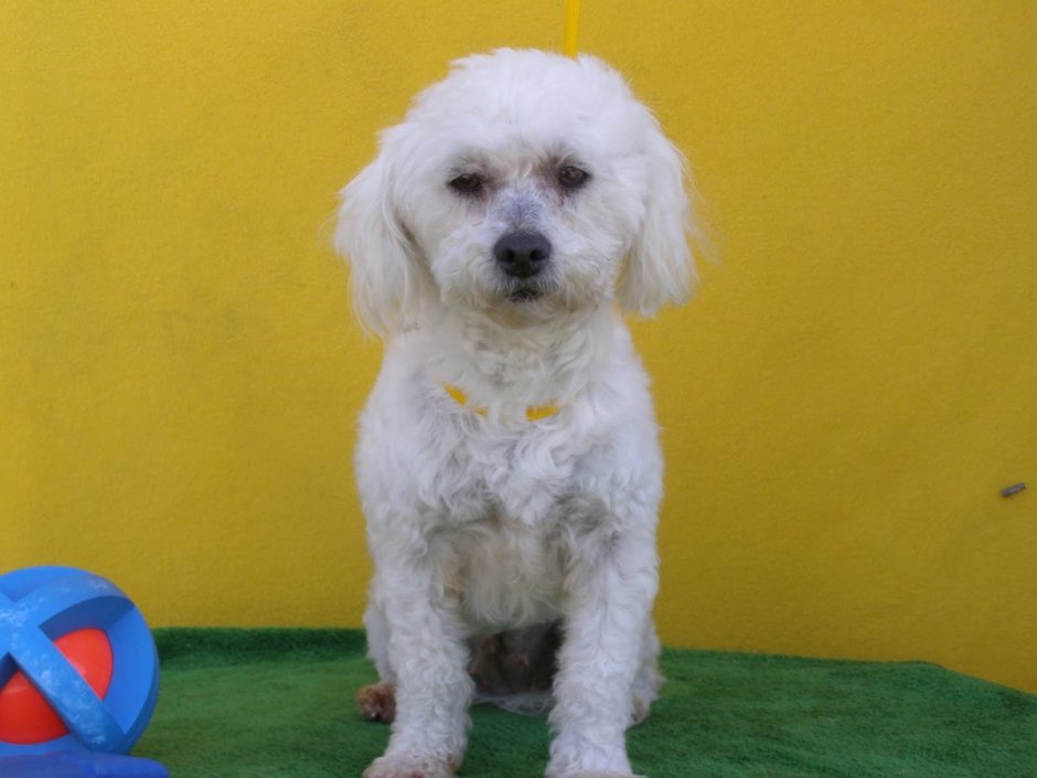 Мальтийская болонка скрещенная с пуделем