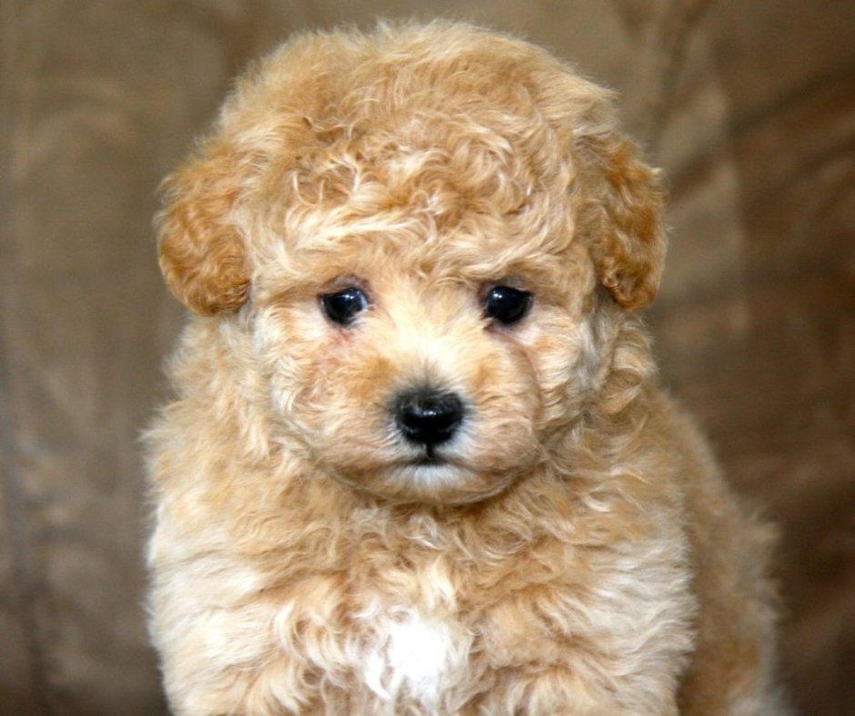 Мальтийская болонка и пудель