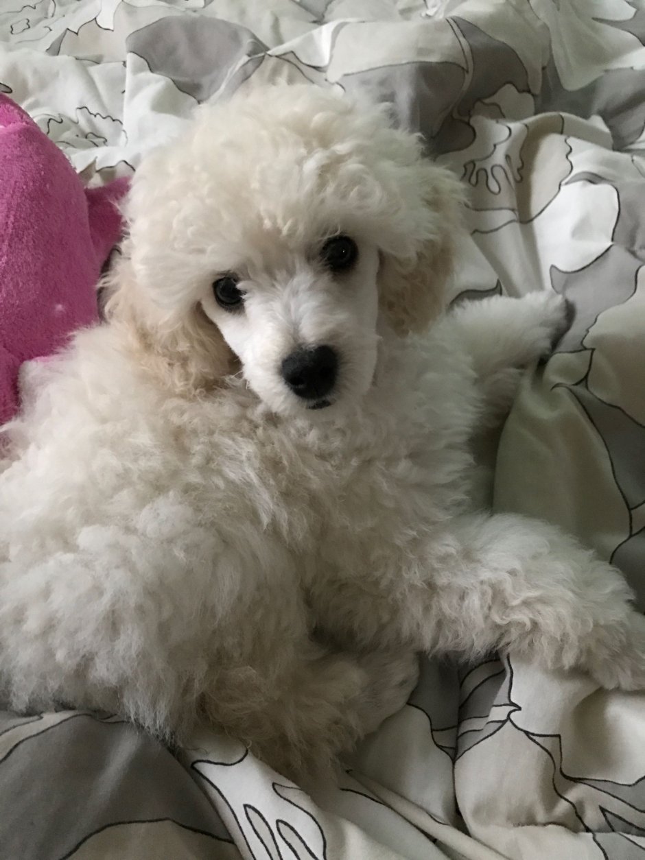 Метис бишона и пуделя