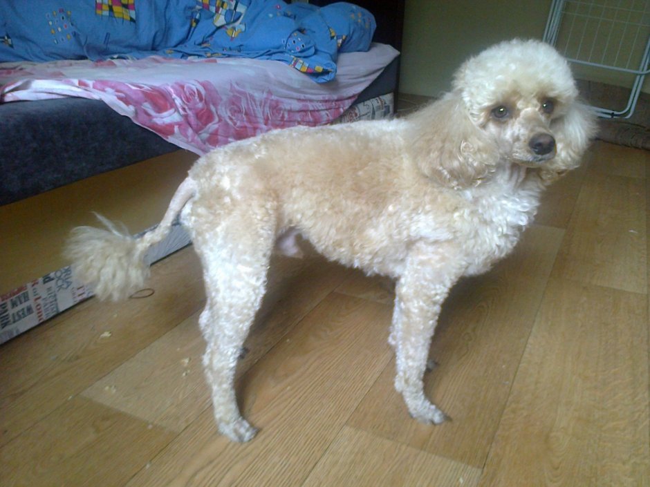 Мальтезе пудель мальтипу