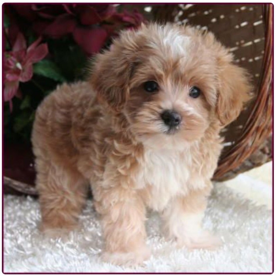 Болонка мальтипу