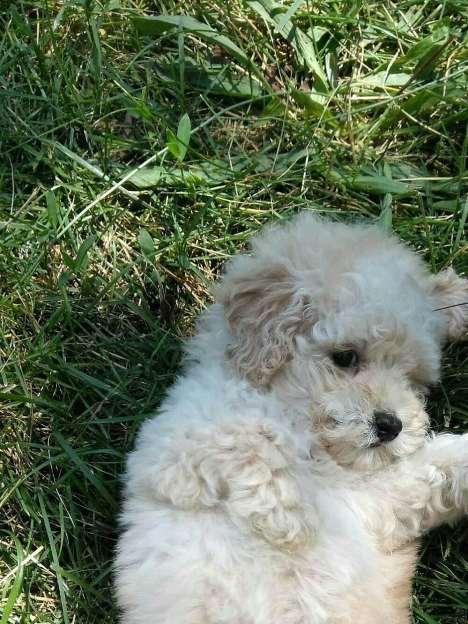 Бишон фризе