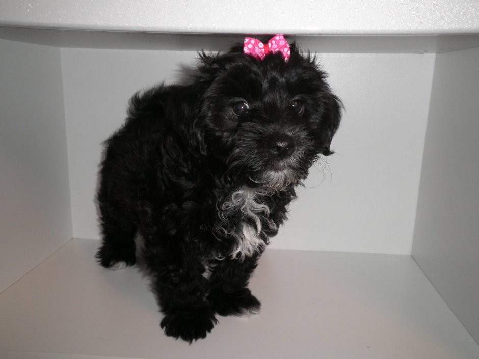 Бишон фризе мальтипу