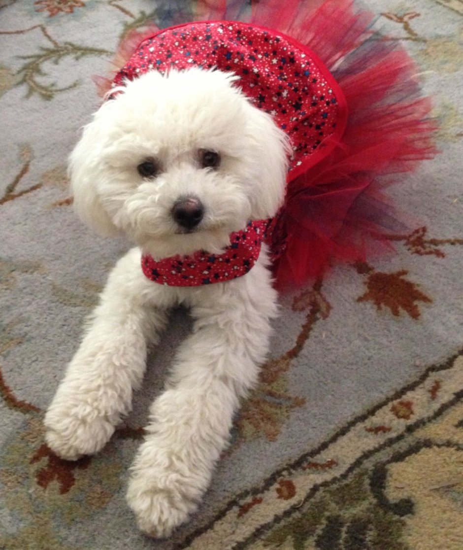 Бишон фризе и Мальтийская болонка