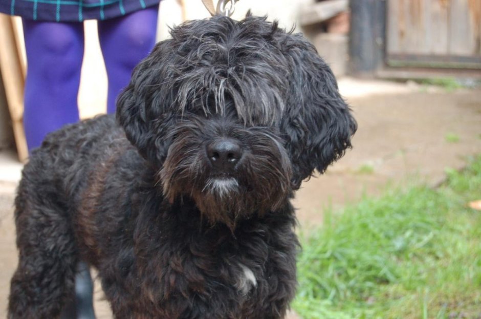 Бишон фризе мальтипу