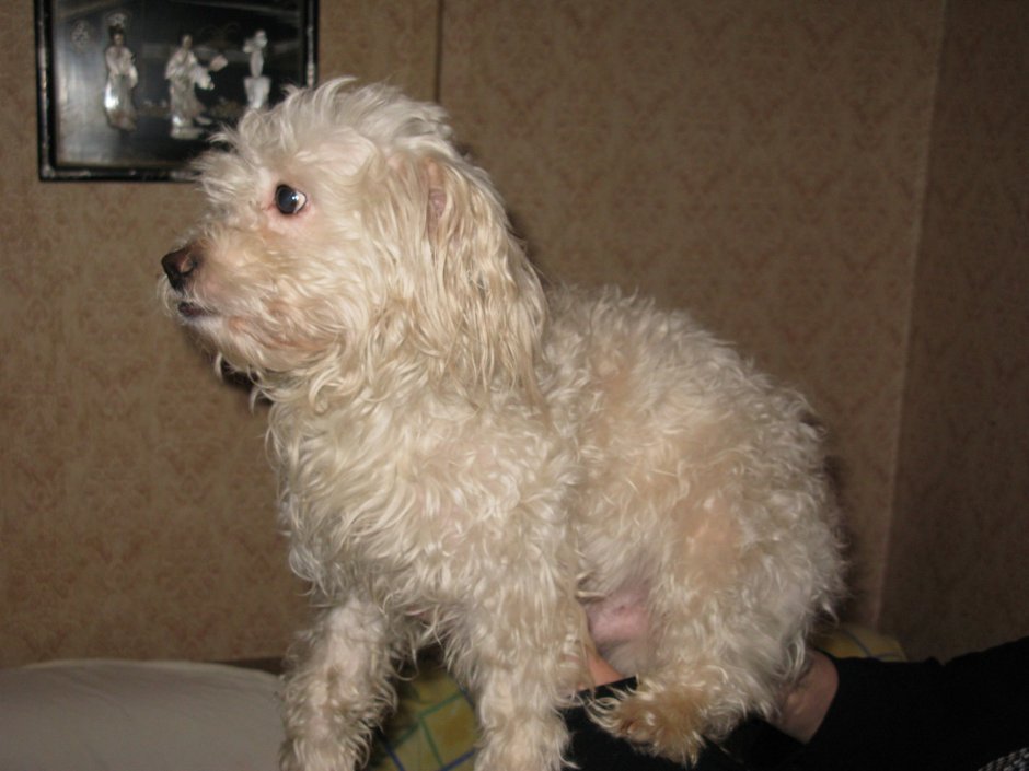 Смесь пуделя и терьера