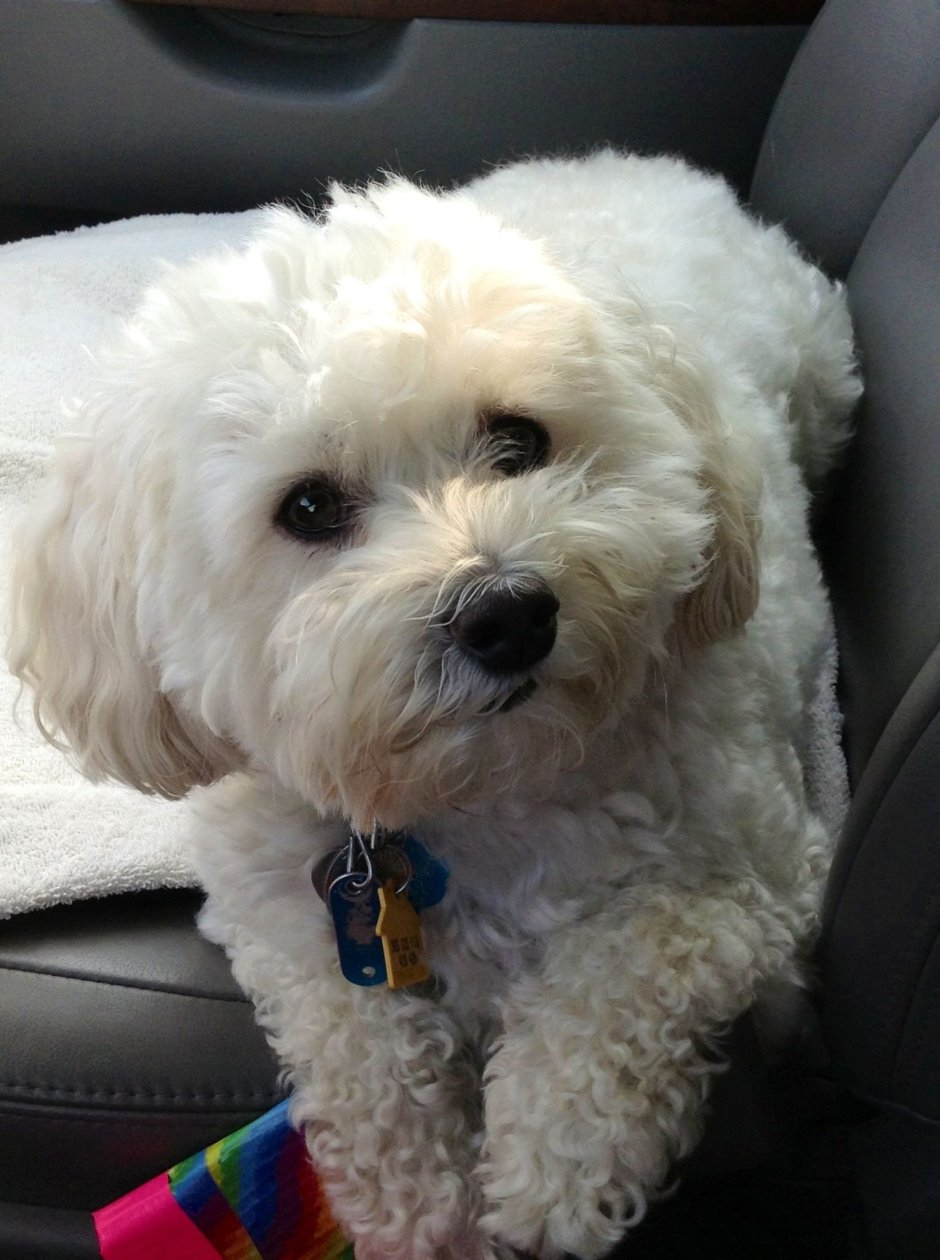 Ши тцу и пудель