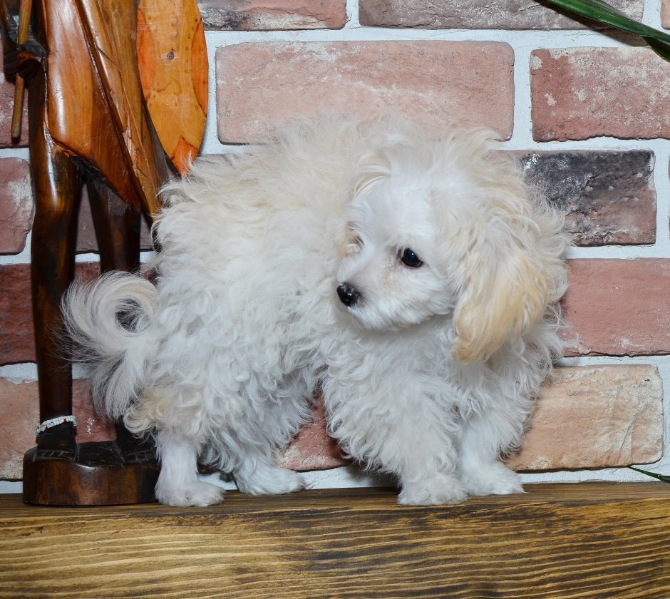 Той пудель Бишон