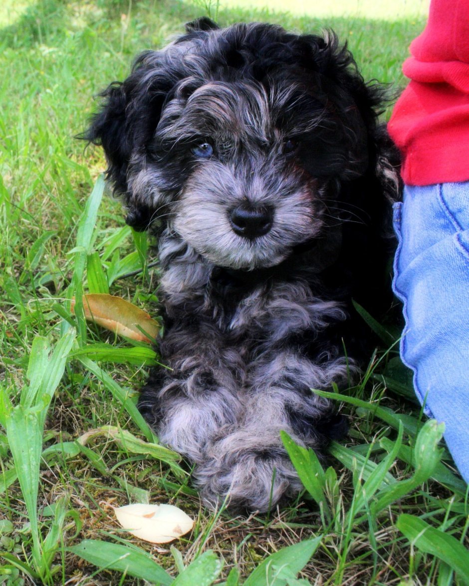 Метис мальтийской Болонки