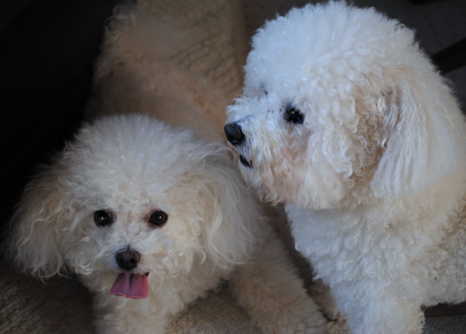 Пудель Бишон фризе