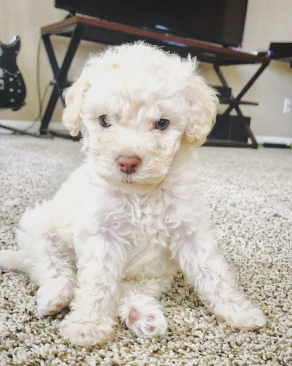 Карликовый пудель метис