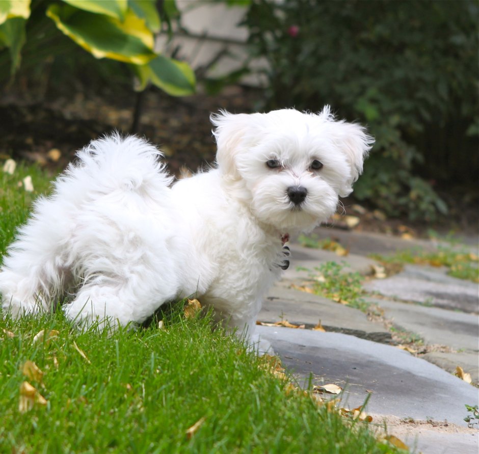 Метис пуделя и Болонки