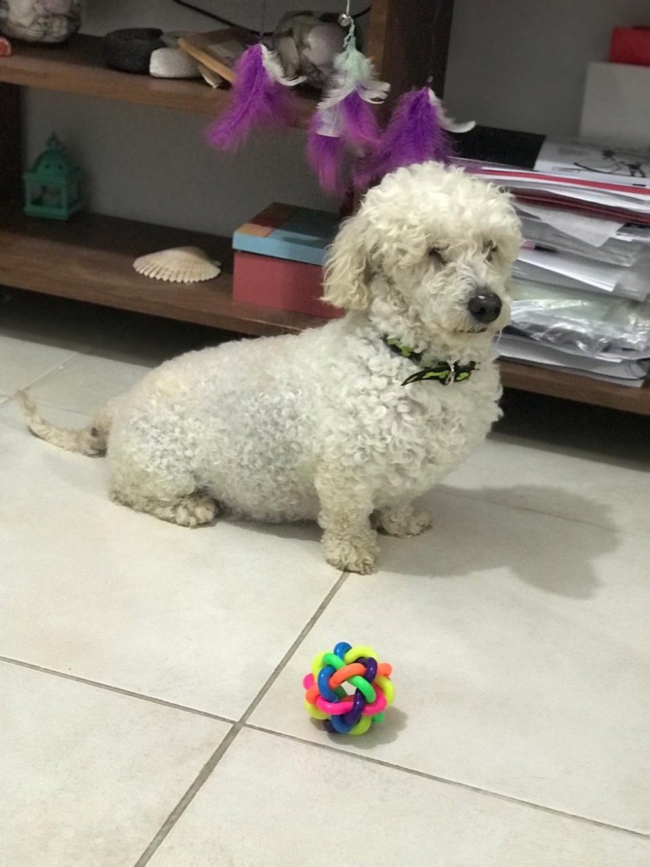 Такса и болонка