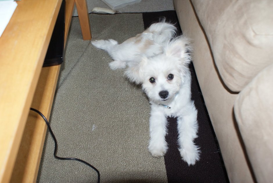 Мальтипу собака игрушка