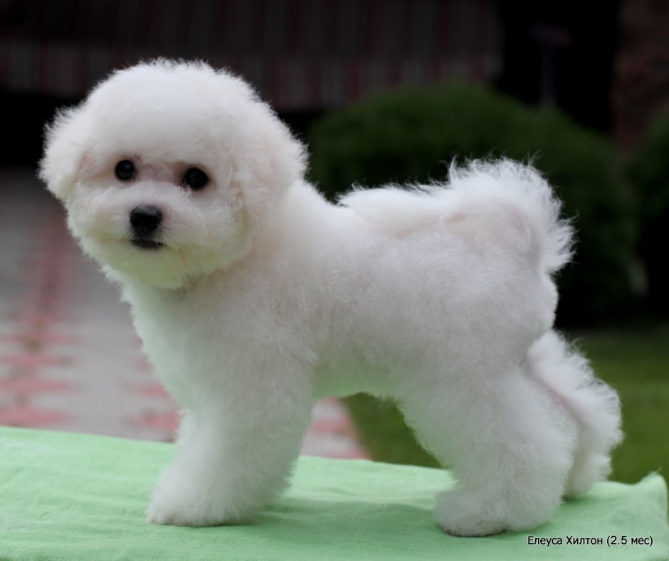 Груминг кокер пудель той карликовый