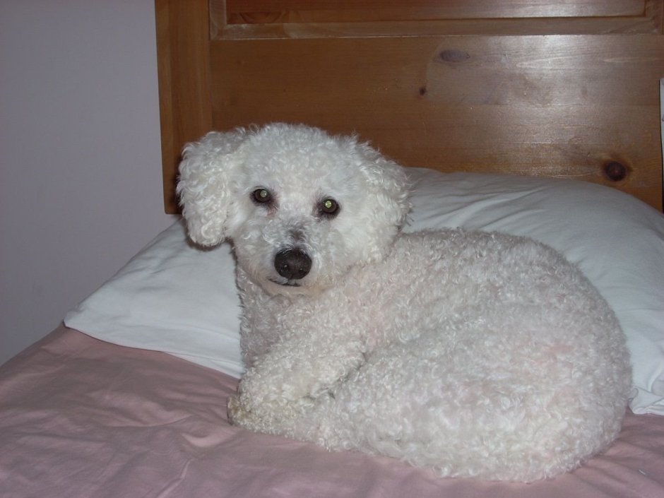 Метис мальтийской Болонки