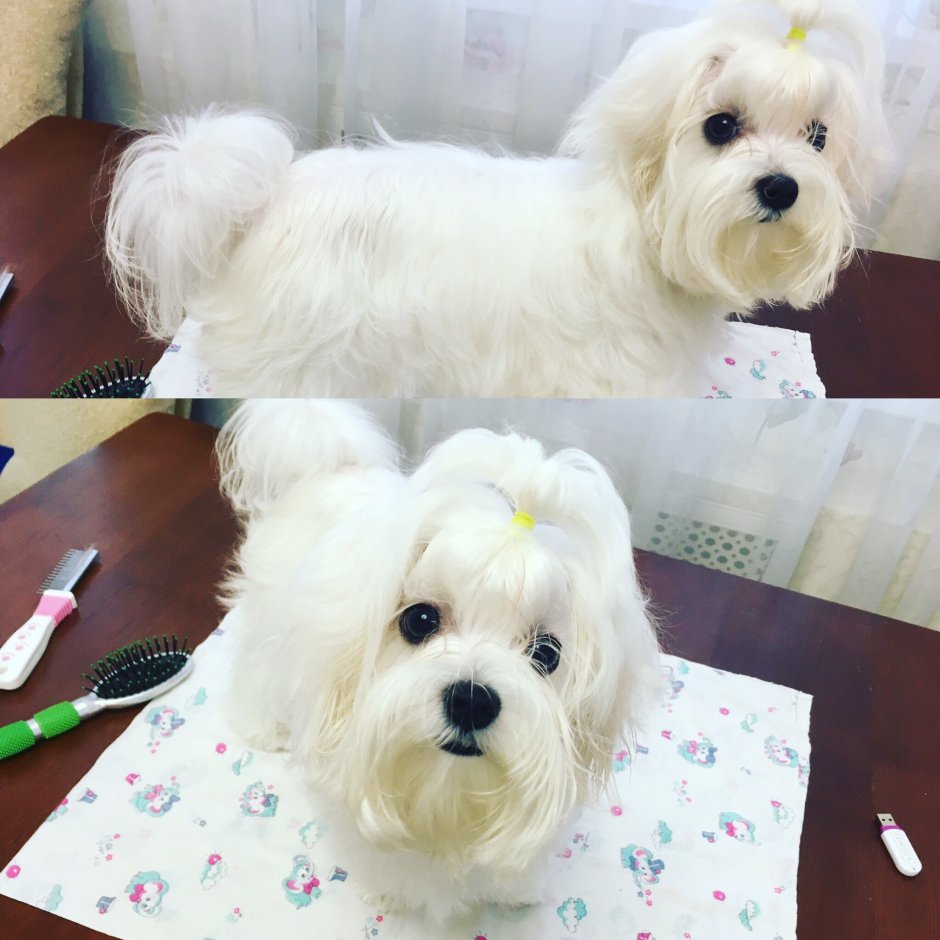 Бишон Болоньез Кубинская