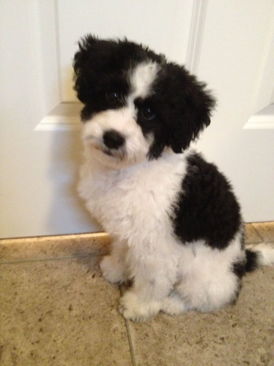 Той пудель и Папильон