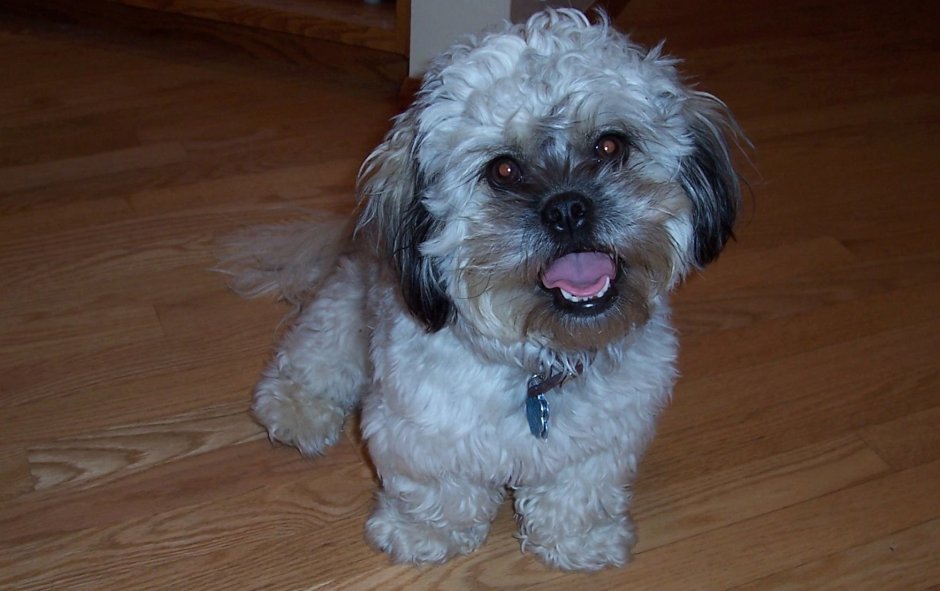 Мальтипу, болонка+пудель,