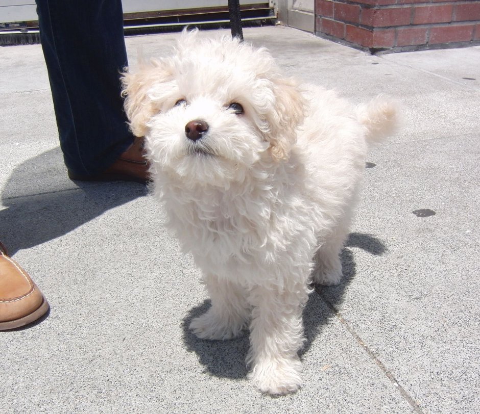 Метис шпица и Болонки черный