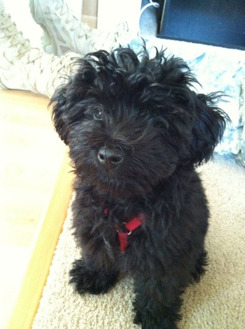 Бишон мальтипу той пудель