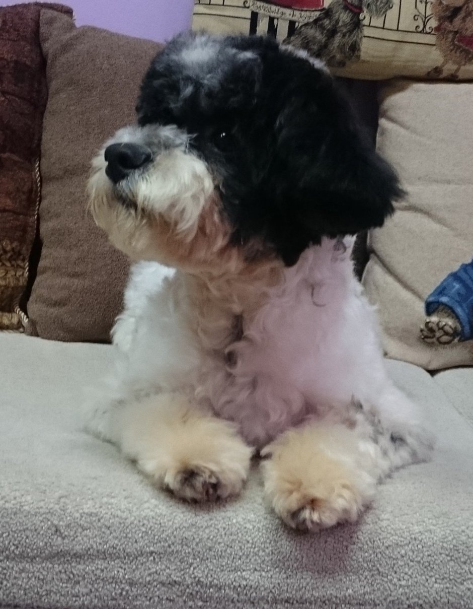 Метис пуделя и Болонки