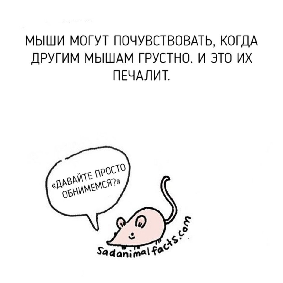 Мышка скучает