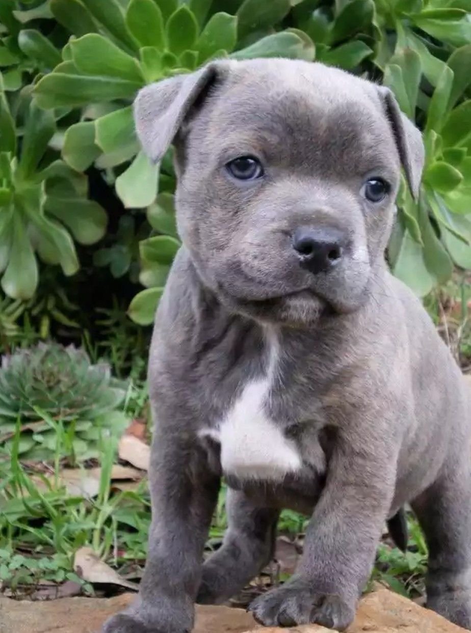 Американский пит стафф терьер