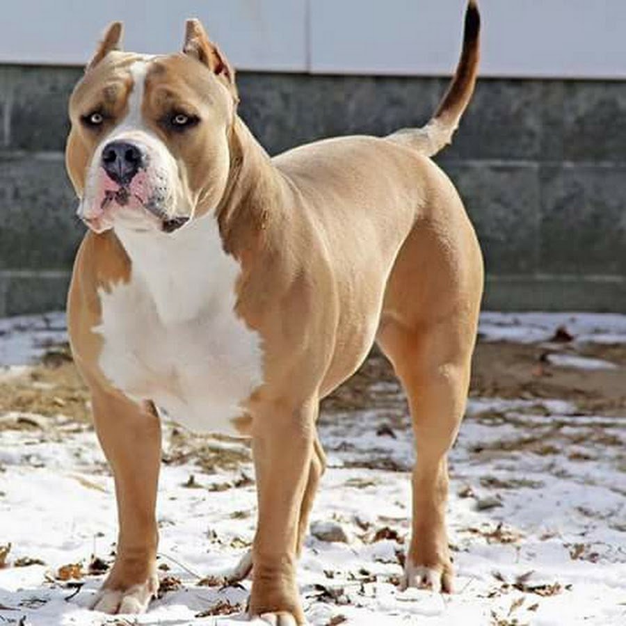 Американский стаффордширский терьер серый