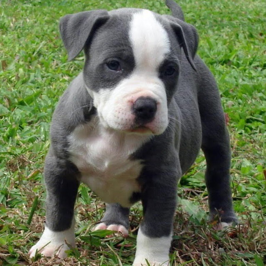 Стаффордширский терьер тигровый