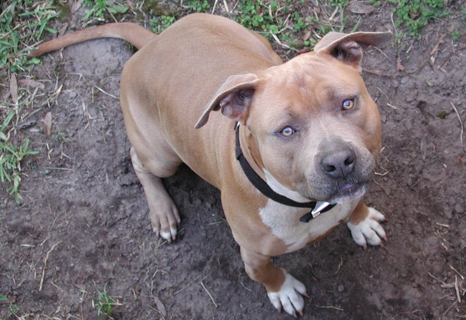 Карликовый стаффордширский терьер