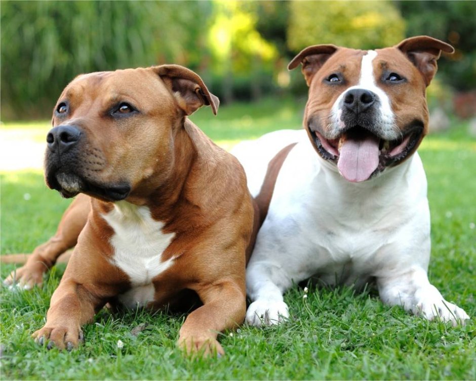 Американский стаффордширский терьер