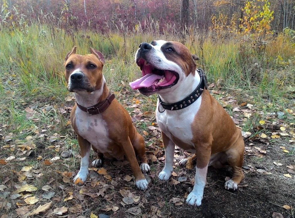 Карликовый стаффордширский терьер