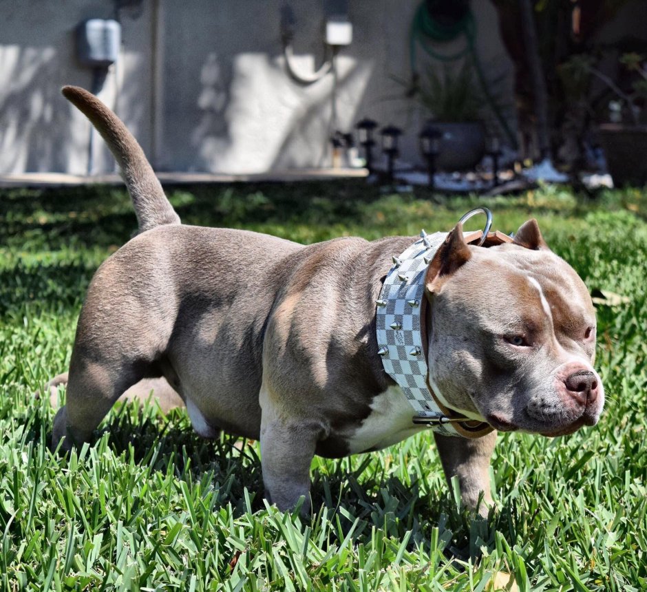 Американский питбуль щенок