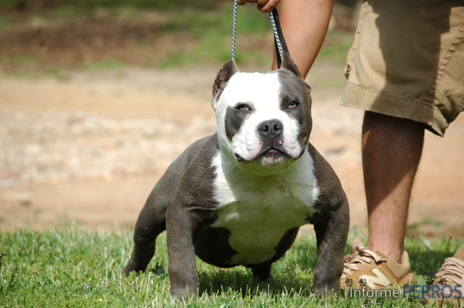 Американский стаффордширский булли