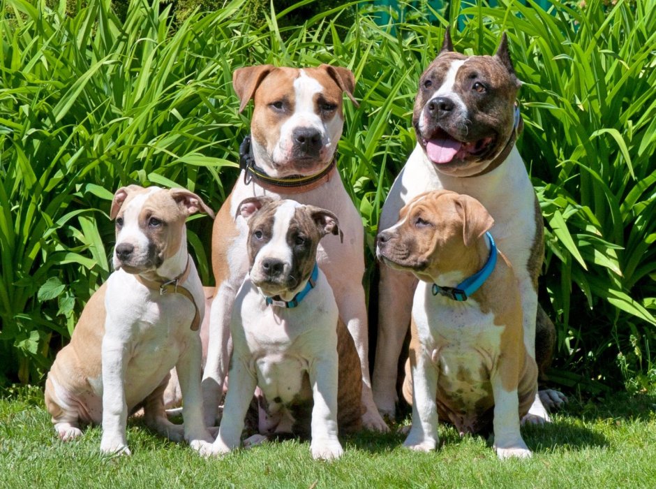 Американский стаффордширский терьер серый