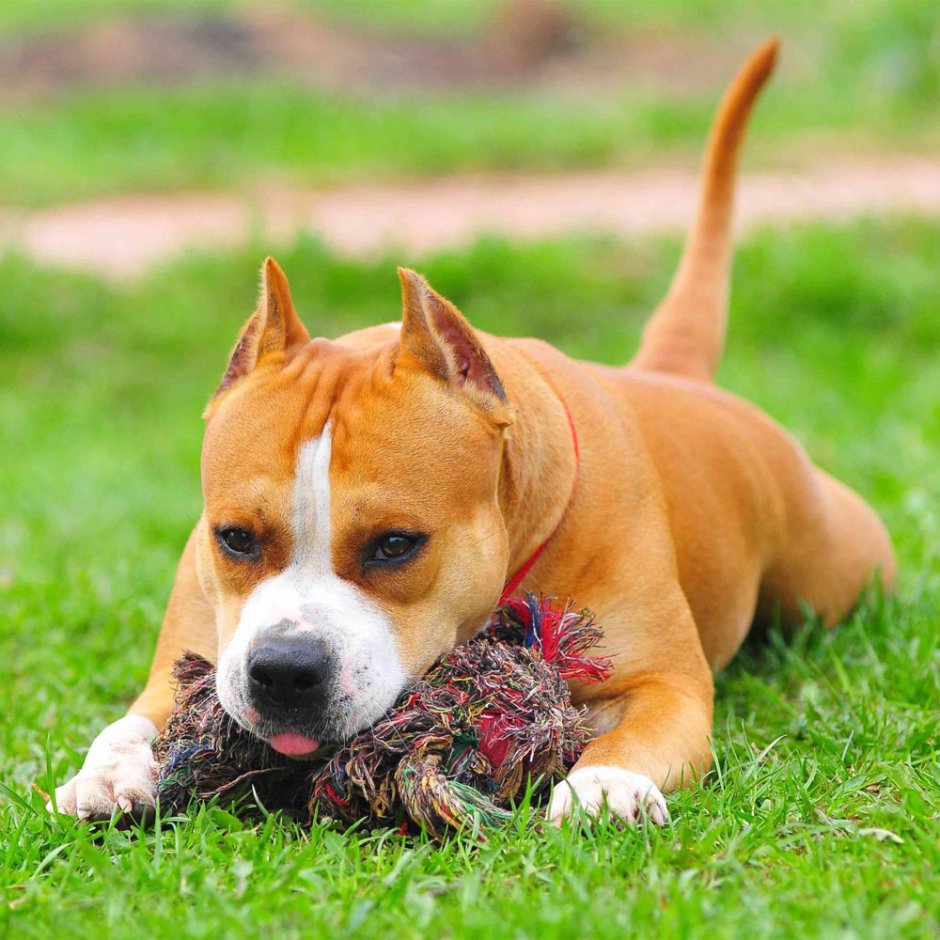 Английский стаффордширский бультерьер