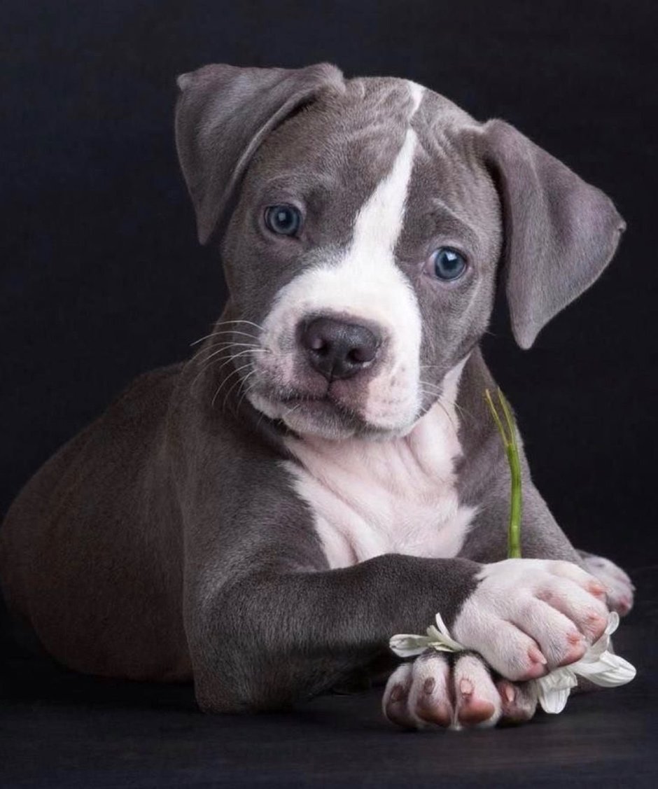 Золотой амстафф