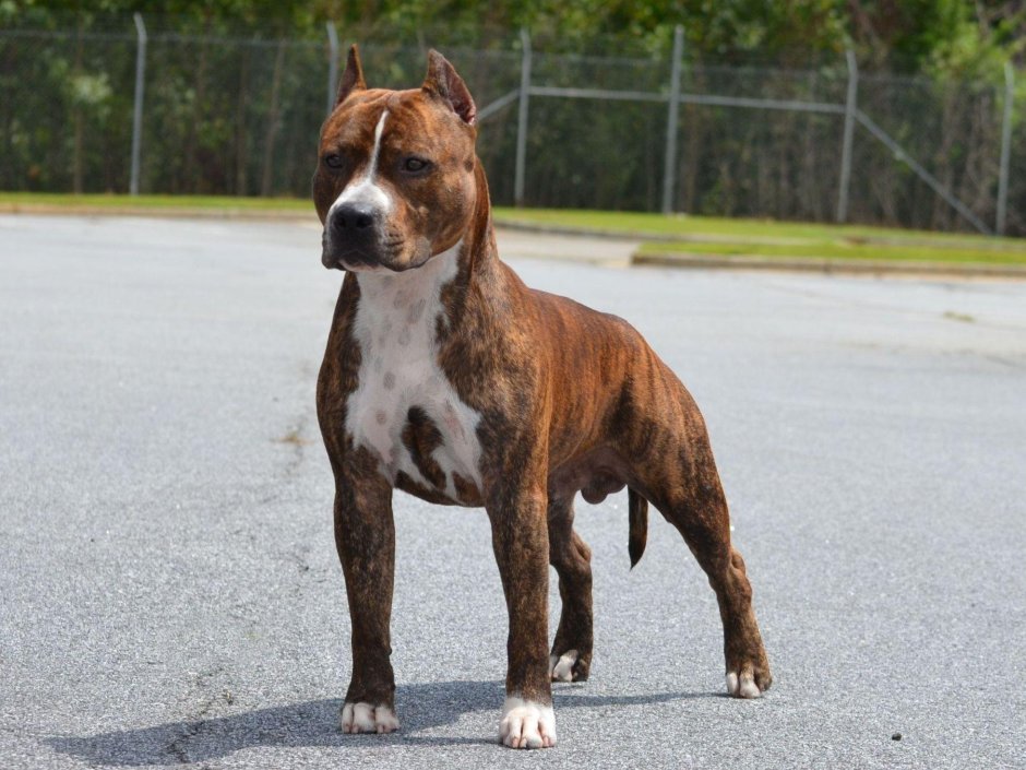 Карликовый стаффордширский терьер