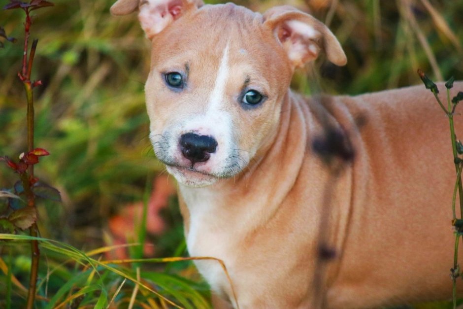 Мини стаффордширский терьер французский