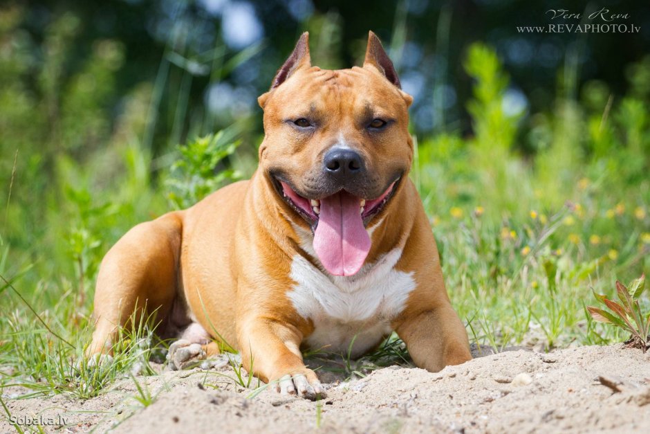 Стаффордширский булли