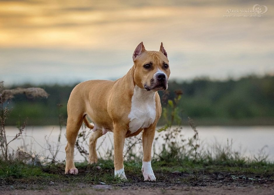 Амстафф метис