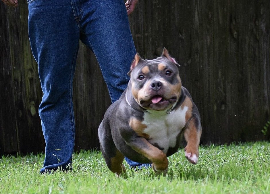 Карликовый стаффордширский бультерьер