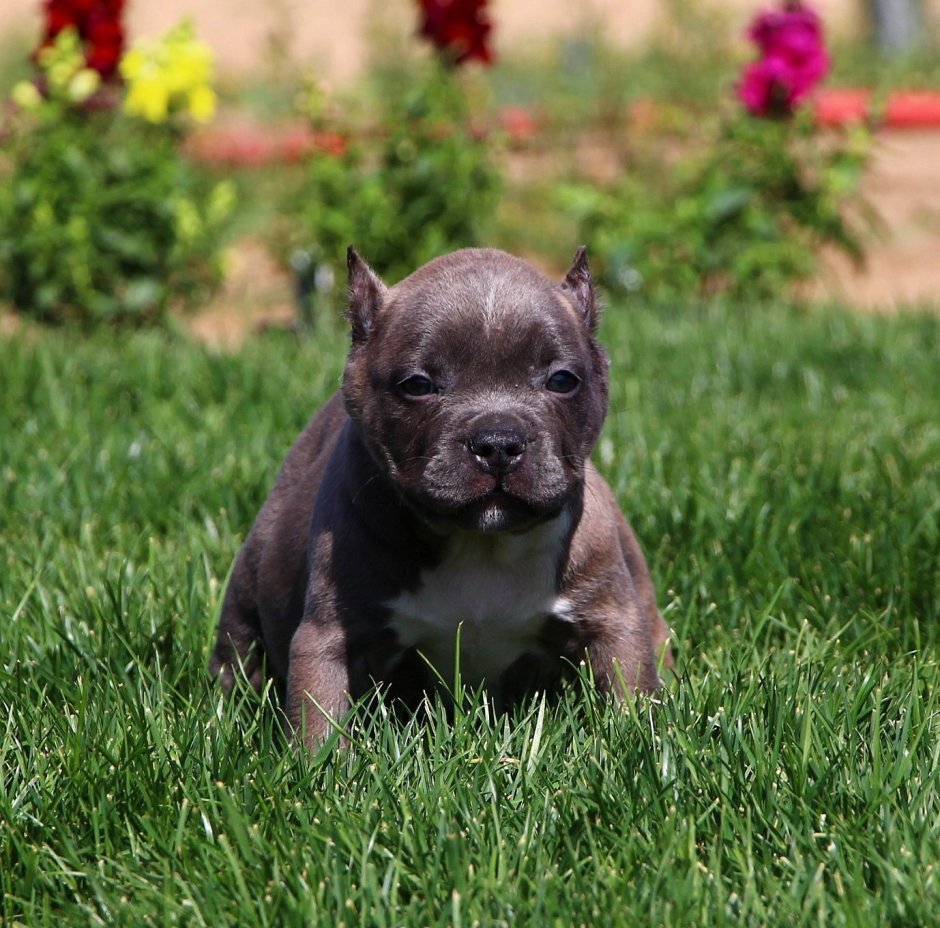 Карликовый стаффордширский терьер