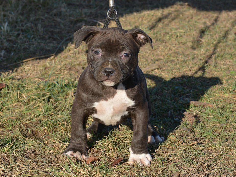 Стаффордширский терьер щеночки