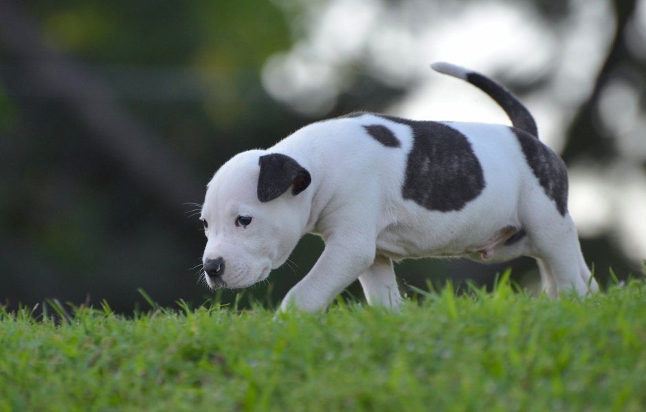 Бультерьер черный