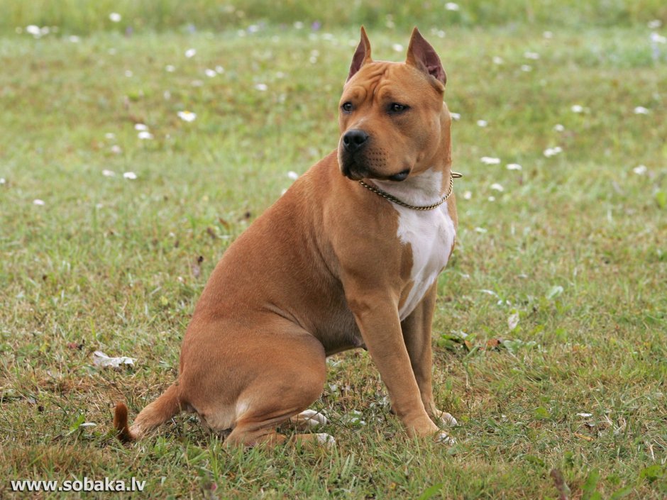 Американский Стаффордшир терьер