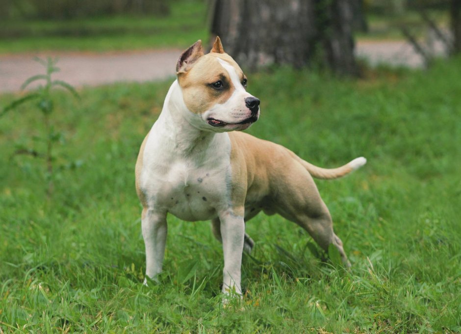 Американский стаффордширский терьер