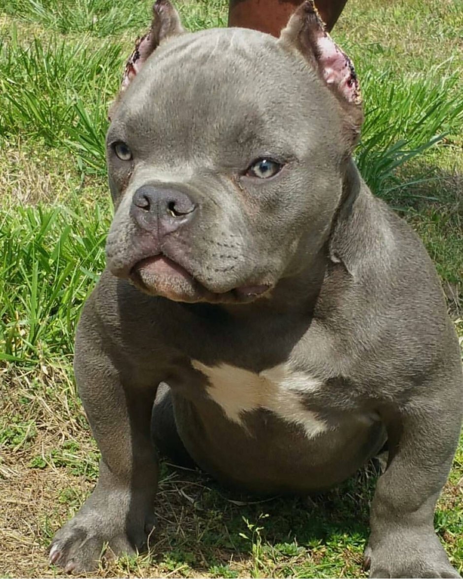 Стаффордширский бультерьер терьеры