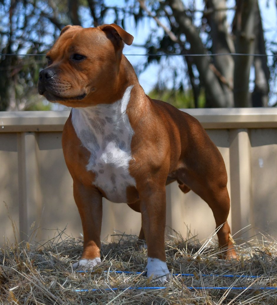 Стаффордширский терьер булли